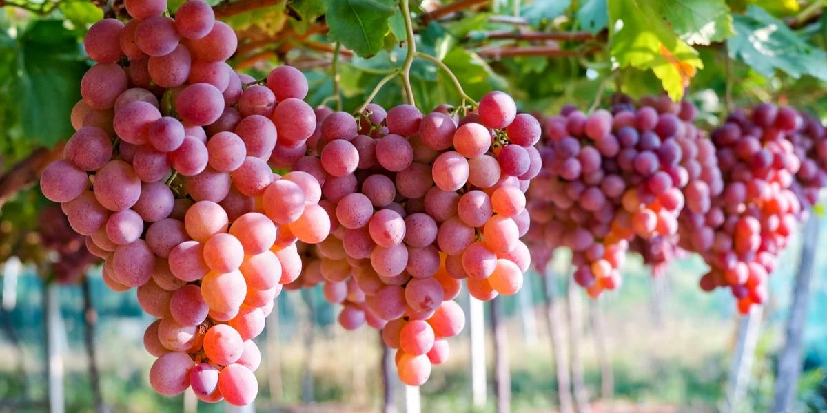 فوائد العنب الأحمر واستخدامه كمضاد للأكسدة
