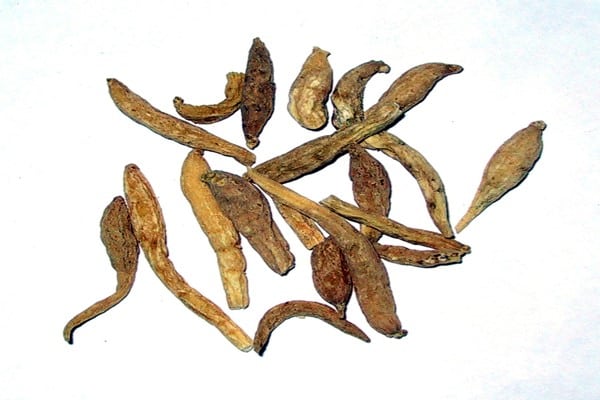 أمراض الأذن وعلاجها بـ 15 نوع من الأعشاب الطبيعية 2 أمراض الأذن