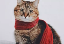 اسماء قطط اناث فرنسية مميزة 21 اسماء قطط اناث فرنسية