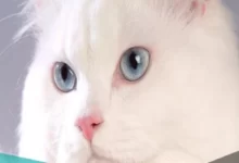 اسماء قطط بالانجليزي 26 اسماء قطط بالانجليزي 2022