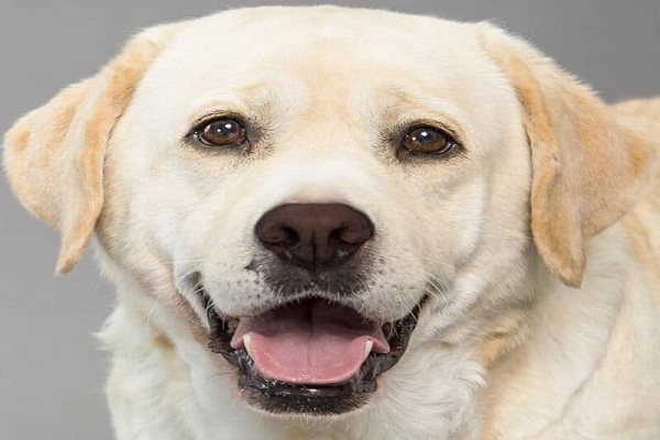 اسماء كلاب سهله