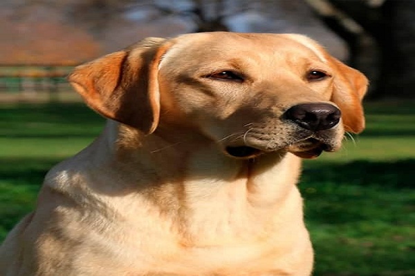 اسماء كلاب سهله