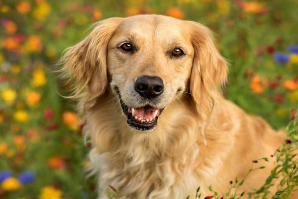 اسماء كلاب عربية ومعانيها