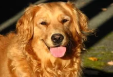 اسماء كلاب عربية ومعانيها 30 اسماء كلاب عربية ومعانيها 2022