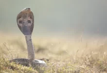 ما هو تفسير رؤية الثعبان في المنام ؟ 26 تفسير رؤية الثعبان في المنام