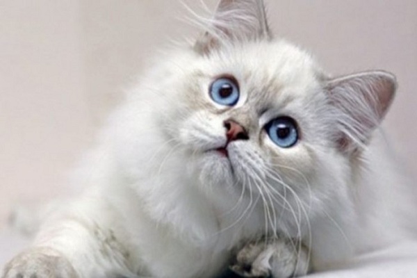 اسماء قطط ملكية