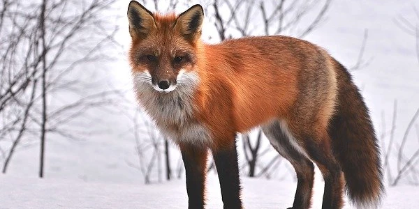 أسماء الحيوانات في اللغة الإنجليزية 2 أسماء الحيوانات في اللغة الإنجليزية000