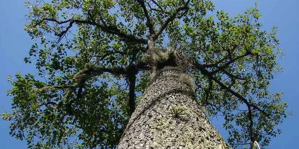 شجرة الجوز البرازيلي