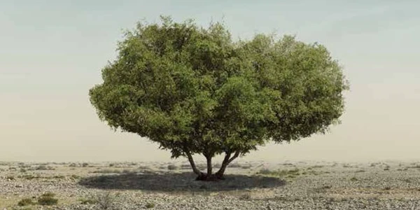 شجرة السدرة
