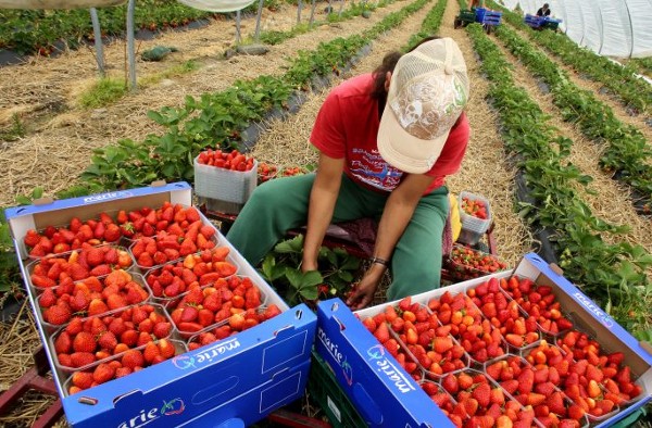 العمل في الزراعة في ألمانيا دون أي شهادات أو خبرات 3 العمل في الزراعة في ألمانيا