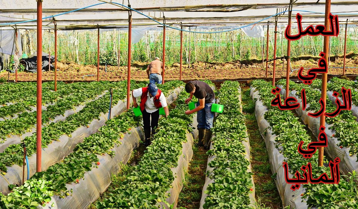 العمل في الزراعة في ألمانيا دون أي شهادات أو خبرات 1 العمل في الزراعة في ألمانيا