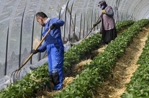 العمل في الزراعة في ألمانيا دون أي شهادات أو خبرات 4 العمل في الزراعة في ألمانيا