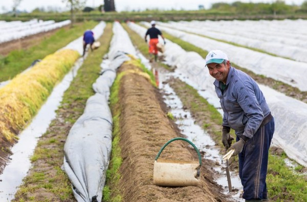 العمل في الزراعة في ألمانيا دون أي شهادات أو خبرات 2 العمل في الزراعة في ألمانيا