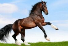 اهم معلومات عن الخيول وأنواعها وألوانها 21 معلومات عن الخيول