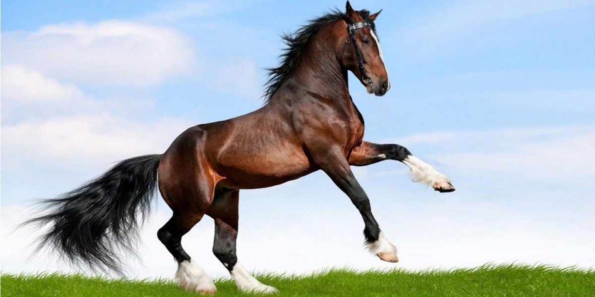 اهم معلومات عن الخيول وأنواعها وألوانها 1 معلومات عن الخيول
