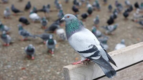 تفسير رؤية الحمام في المنام للعزباء والمتزوجة 2 تفسير رؤية الحمام في المنام للعزباء