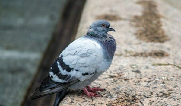 تفسير رؤية الحمام في المنام للعزباء والمتزوجة 3 تفسير رؤية الحمام في المنام للعزباء