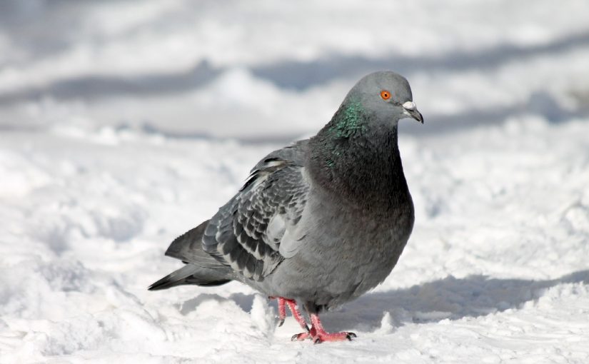 تفسير رؤية الحمام في المنام للعزباء والمتزوجة 1 تفسير رؤية الحمام في المنام للعزباء