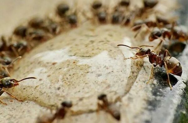 تفسير رؤية النمل على الحائط في المنام