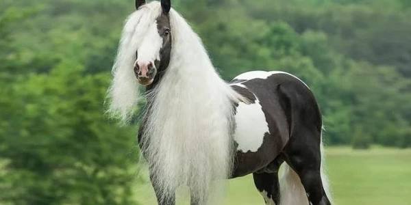 اهم معلومات عن الخيول وأنواعها وألوانها 7 معلومات عن الخيول