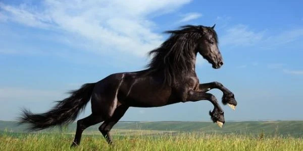 اهم معلومات عن الخيول وأنواعها وألوانها 6 معلومات عن الخيول