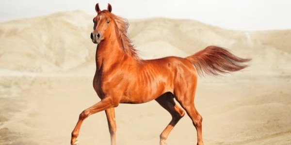 اهم معلومات عن الخيول وأنواعها وألوانها 3 معلومات عن الخيول