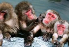 معلومات عن القرود