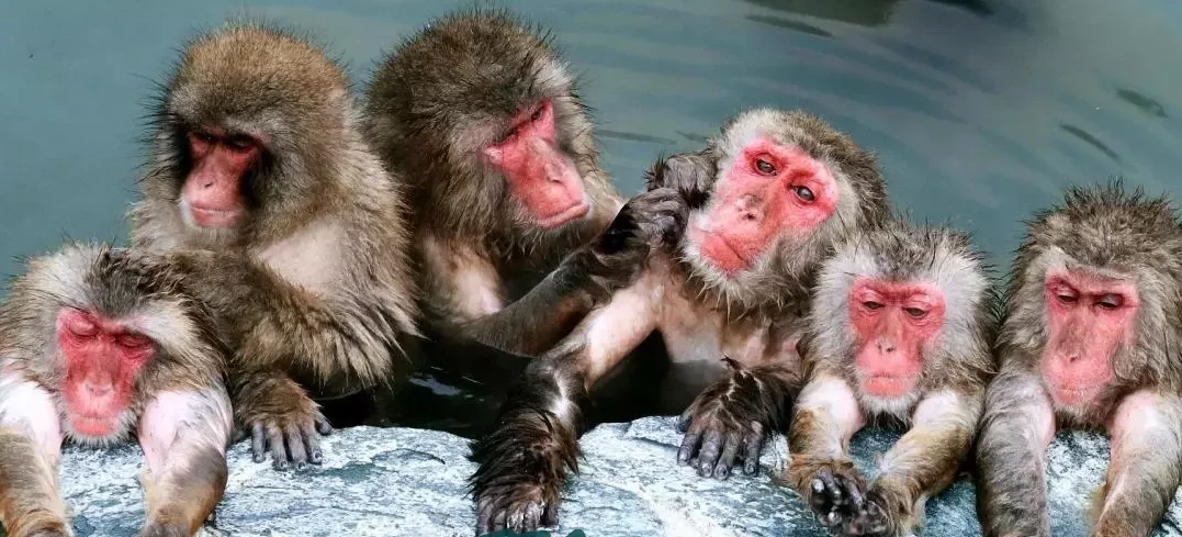 معلومات عن القرود