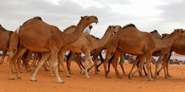 معلومات غريبة عن الإبل واكثر من 10 صفات غريبة عن الجمل 3 معلومات غريبة عن الإبل