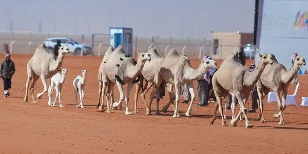 معلومات غريبة عن الإبل واكثر من 10 صفات غريبة عن الجمل 7 معلومات غريبة عن الإبل