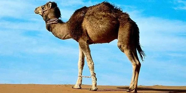معلومات غريبة عن الإبل واكثر من 10 صفات غريبة عن الجمل 8 معلومات غريبة عن الإبل
