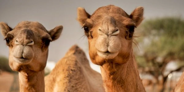 معلومات غريبة عن الإبل واكثر من 10 صفات غريبة عن الجمل 2 معلومات غريبة عن الإبل