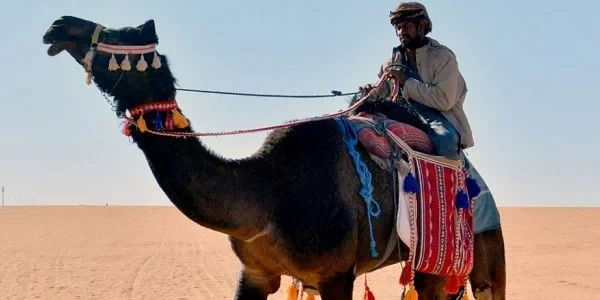 معلومات غريبة عن الإبل واكثر من 10 صفات غريبة عن الجمل 4 معلومات غريبة عن الإبل