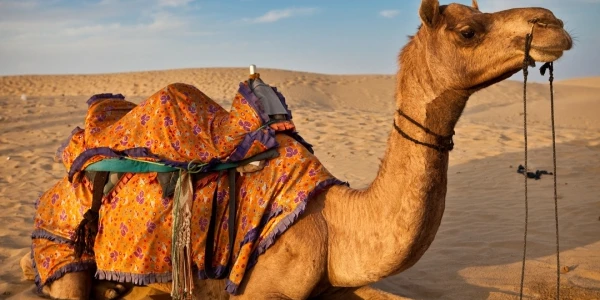 معلومات غريبة عن الإبل واكثر من 10 صفات غريبة عن الجمل 6 معلومات غريبة عن الإبل