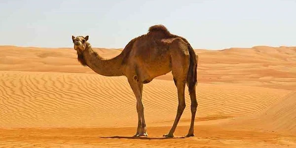 معلومات غريبة عن الإبل واكثر من 10 صفات غريبة عن الجمل 1 معلومات غريبة عن الإبل