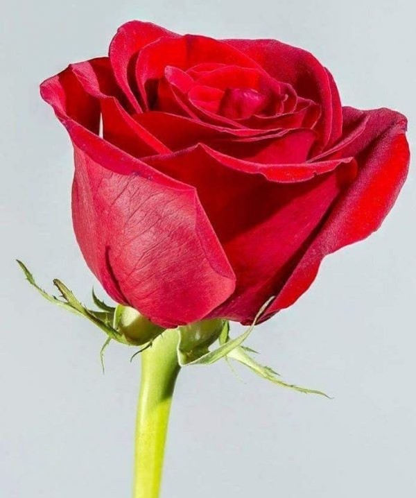 10 من أفضل محل ورد في الإمارات 2 محل ورد في الإمارات