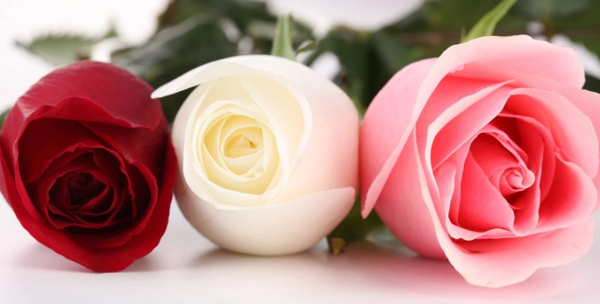 10 من أفضل محل ورد في الإمارات 1 محل ورد في الإمارات