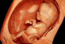 قوة حاسة الشم عند الحامل وجنس الجنين