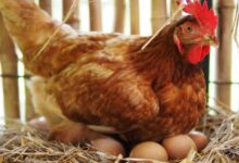 هل يبيض الدجاج البلدي في الشتاء ؟ 23 هل يبيض الدجاج البلدي في الشتاء