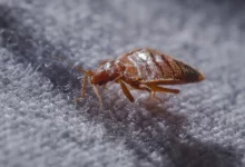 طريقة القضاء على البق نهائياً دون رجعه 23 طريقة القضاء على البق نهائياً