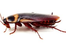 طرق علاج الصراصير نهائياً بدون رجعه 48 علاج الصراصير
