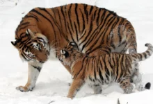 انواع النمور وصفاتها وكيف تعيش 26 انواع النمور