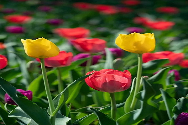 صور ورد وخلفيات ورد طبيعي wallpapers-hd 24 4