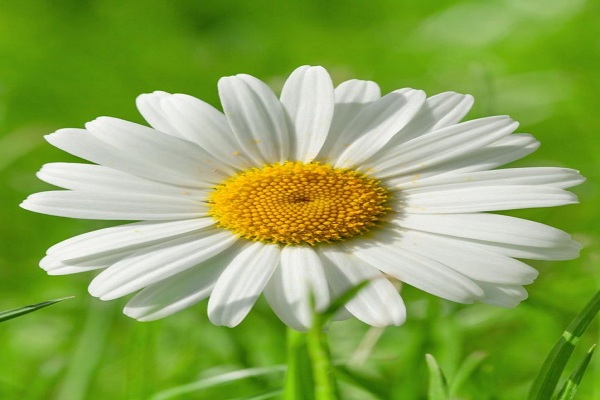 صور ورد وخلفيات ورد طبيعي wallpapers-hd 9 495 صور ورد خلفيات ورد صور وردة خلفيات ورود صور وردة flowers images wallpapers hd 724x1024 1