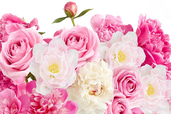 أسماء الورود الوردية اسماء الزهور الوردية 2