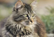 أسماء قطط ذكور مميزة 27 أسماء قطط ذكور