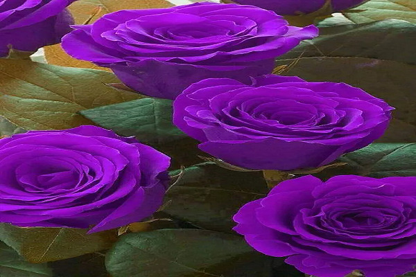 صور ورد وخلفيات ورد طبيعي wallpapers-hd 19 اجمل خلفيات زهور 2