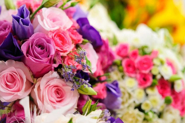 صور ورد وخلفيات ورد طبيعي wallpapers-hd 15 اسماء الزهور 1