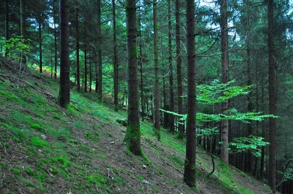 الغابة السوداء في ألمانيا 4 الغابة السوداء في ألمانيا