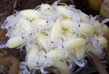 تفسير حلم العقرب للمتزوجة 27 تفسير حلم العقرب للمتزوجة